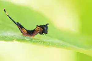 Cerura Vinula Prints: Marco image of an insect