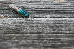 Wildlife Fauna Prints: Marco image of an insect