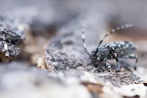 Russian Wildlife Images Prints: Marco image of an insect