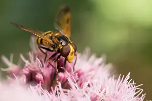 European Hoverfly Species Prints: Marco image of an insect