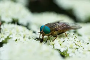 Outdoor Wildlife Images Prints: Marco image of an insect