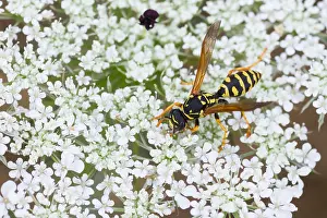 European Paper Wasp Prints: Marco image of an insect