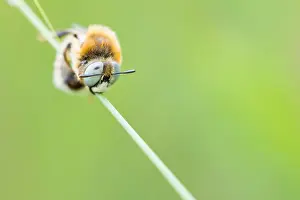 Russian Wildlife Images Prints: Marco image of an insect