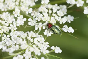 Framed Print : Anthaxia nitidula Print, Insect Image Framed Print : Anthaxia nitidula Print, Insect Image
