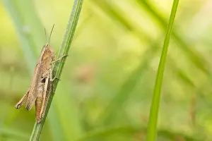 European Grasshopper Species Prints: Marco image of an insect