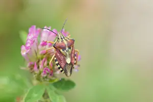 Sloe Bug Prints: Marco image of an insect