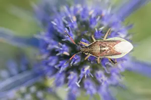 Slovenian Wildlife Images Prints: Marco image of an insect