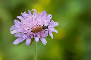 Marco image of an insect