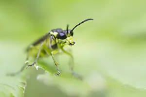 Outdoor Wildlife Photography Prints: Marco image of an insect
