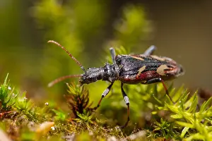 German Fauna And Flora Images Prints: Marco image of an insect