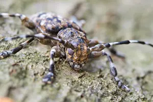 Outdoor Wildlife Photography Prints: Marco image of an insect