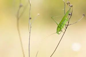 Marco image Print of Phaneroptera falcata Insect