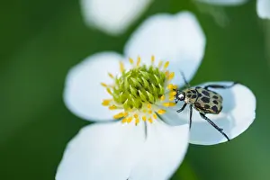 Asian Nature Photography Prints: Marco image of an insect