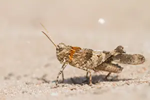European Grasshopper Species Prints: Marco image of an insect