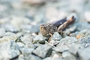 European Grasshopper Species Prints: Marco image of an insect