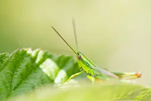 Euthystira brachyptera Print - Small Gold Grasshopper Image