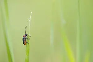 Gaurotes Virginea Prints: Marco image of an insect