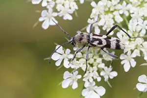 Outdoor Wildlife Photography Prints: Marco image of an insect