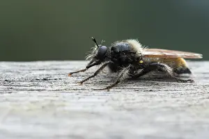Laphria flava Print, Bumblebee Robberfly Image