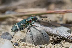 Outdoor Wildlife Photography Tips Prints: Marco image of an insect