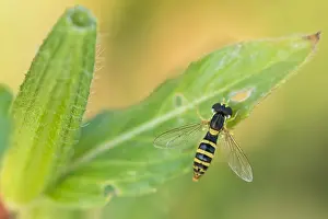 Wildlife Insects Prints: Marco image of an insect