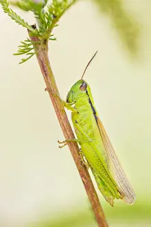 European Grasshopper Species Prints: Marco image of an insect