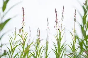 Russian Nature Photography Prints: Marco image of an insect