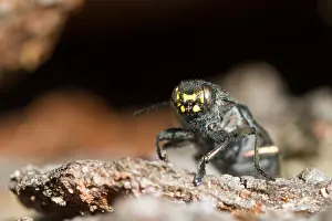 Biodiversity In Europe Prints: Marco image of an insect