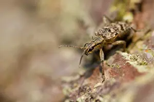 Wildlife Fauna Prints: Marco image of an insect