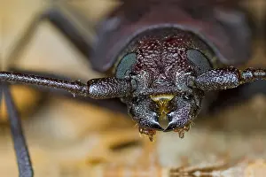 German Nature Images Prints: Marco image of an insect