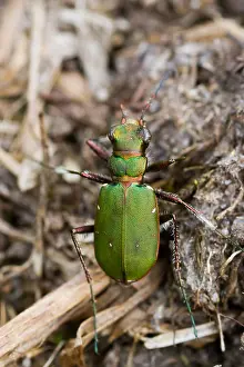 Green Tiger Beetle Print