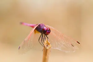 European Dragonfly Prints: Marco image of an insect