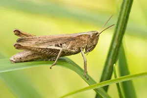 European Grasshopper Species Prints: Marco image of an insect