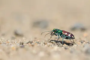 Images Dated 29th May 2017: Cicindela nitida Print - Baikal Imago