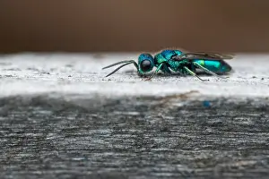 Wildlife Fauna Prints: Marco image of an insect