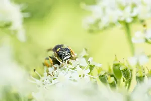 Wildlife Fauna Europe Prints: Marco image of an insect