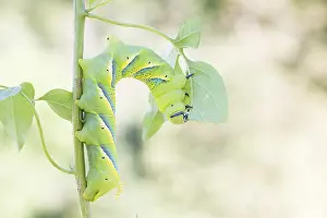 German Fauna And Flora Images Prints: Marco image of an insect