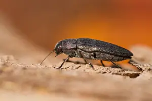 German Nature Images Prints: Marco image of an insect