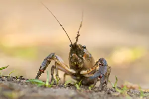 Framed Print : European Crayfish Print Framed Print : European Crayfish Print