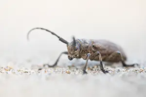 Marco image of an insect