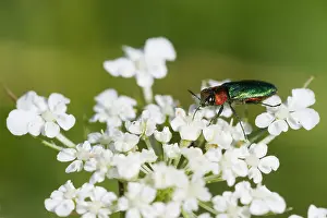 Baden Wurttemberg Fauna Prints: Marco image of an insect