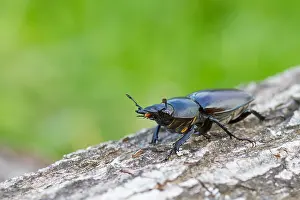 Images Dated 13th June 2013: Lucanus cervus Print - Female Hirschkäfer Image