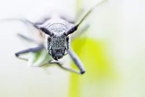 Marco Print of Female Pine Sawyer Beetle Imago