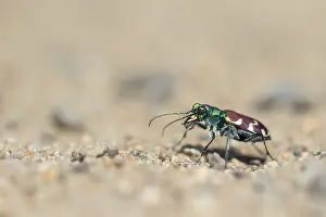 Images Dated 29th May 2017: Cicindela nitida Print, Baikal Region Insect Image