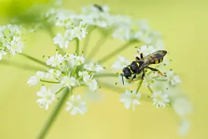 Lestica clypeata Print - Germany, Insect Image