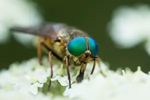 Wildlife Fauna Prints: Marco image of an insect