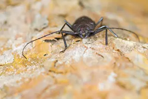 Outdoor Wildlife Photography Prints: Marco image of an insect