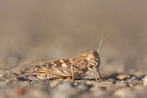 European Grasshoppers Prints: Marco image of an insect