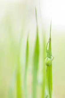 Asian Wildlife Images Prints: Marco image of an insect