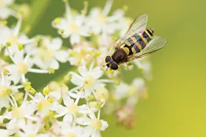 Syrphus Ribesii Prints: Marco image of an insect